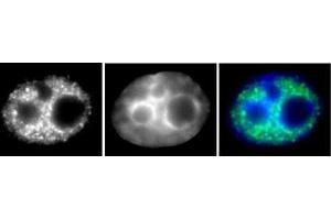 RNA pol II phospho Ser5 antibody (mAb) (Clone 1H4B6) tested by Immunofluorescence. (Rpb1 CTD antibody  (Ser5))