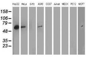 Image no. 4 for anti-ADP-Ribosylation Factor GTPase Activating Protein 1 (ARFGAP1) antibody (ABIN1496681) (ARFGAP1 antibody)
