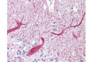 Anti-PON1 antibody IHC of human brain, cerebellum. (PON1 antibody  (AA 215-264))