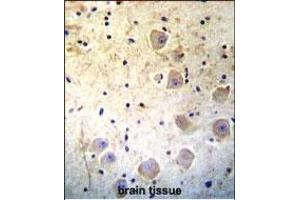 Kallikrein 6(KLK6) Antibody (Center) (ABIN652196 and ABIN2840742) immunohistochemistry analysis in formalin fixed and paraffin embedded human brain tissue followed by peroxidase conjugation of the secondary antibody and DAB staining. (Kallikrein 6 antibody  (AA 126-156))