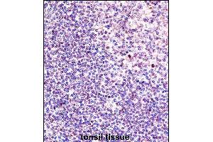 ANP32A Antibody (Center) (ABIN657650 and ABIN2846645) immunohistochemistry analysis in formalin fixed and paraffin embedded human tonsil tissue followed by peroxidase conjugation of the secondary antibody and DAB staining. (PHAP1 antibody  (AA 133-162))