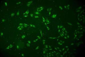 IF analysis of DCK using anti-DCK antibody (ABIN7600254).