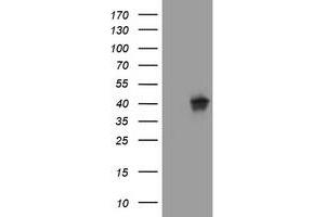 Image no. 1 for anti-Wingless-Type MMTV Integration Site Family, Member 3 (WNT3) (AA 128-355) antibody (ABIN1490901) (WNT3 antibody  (AA 128-355))