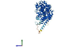 AlphaFold protein structure predicition of Human Recombinant CYP4V2 Protein, UniprotID Q6ZWL3