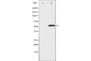 Western blot analysis of MITF phosphorylation expression in COS7 whole cell lysates,The lane on the left is treated with the antigen-specific peptide. (MITF antibody  (pSer73, pSer180))
