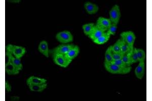 Immunofluorescence staining of HepG2 cells with ABIN7173860 at 1:166, counter-stained with DAPI. (TNFRSF18 antibody  (AA 90-162))