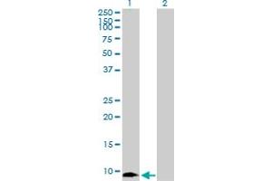 Western Blot analysis of MIF expression in transfected 293T cell line by MIF MaxPab polyclonal antibody. (MIF antibody  (AA 1-115))