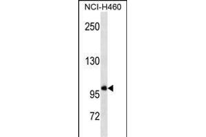 GTF3C3 Antibody (N-term) (ABIN1539406 and ABIN2838358) western blot analysis in NCI- cell line lysates (35 μg/lane). (GTF3C3 antibody  (N-Term))