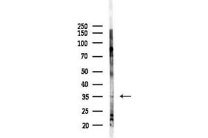 anti-Olfactory Receptor 1L8 (OR1L8) (C-Term) antibody
