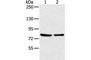 Western blot analysis of 293T cell using CCNT2 Polyclonal Antibody at dilution of 1:200 (Cyclin T2 antibody)