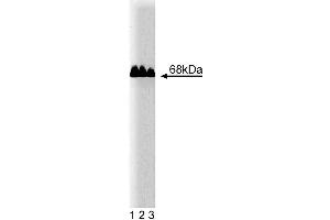 Western blot analysis of Paxillin of human endothelial cell lysate. (Paxillin antibody  (AA 1-557))