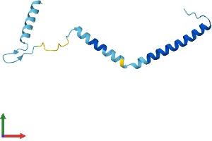 AlphaFold protein structure predicition of Human Recombinant RRP7BP Protein, UniprotID Q9NSQ0 (RRP7B Protein (AA 1-103) (His tag))