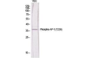 Western Blot (WB) analysis of specific cells using Phospho-AP-1 (T239) Polyclonal Antibody. (C-JUN antibody  (pThr239))