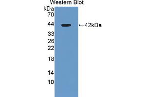 Western blot analysis of recombinant Mouse SLURP1.