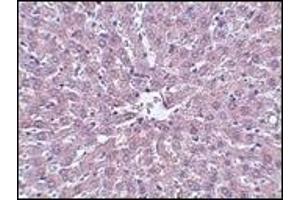 Immunohistochemistry (IHC) image for anti-Interleukin-1 Receptor-Associated Kinase 1 (IRAK1) (AA 618-712) antibody (ABIN492548) (IRAK1 antibody  (AA 618-712))