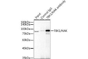 Immunoprecipitation (IP) image for anti-TANK-Binding Kinase 1 (TBK1) antibody (ABIN7270723)
