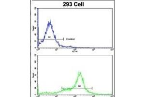Flow cytometric analysis of 293 cells using KRT10 Antibody (N-term)(bottom histogram) compared to a negative control cell (top histogram). (Keratin 10 antibody  (N-Term))