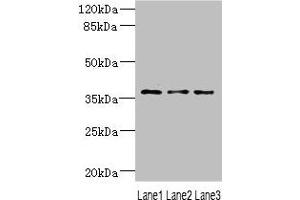 Western blot All lanes: DNAJB2 antibody at 1. (DNAJB2 antibody  (AA 215-324))