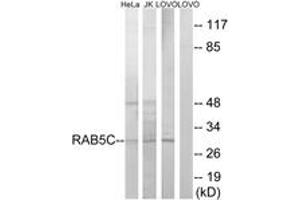 Western blot analysis of extracts from LOVO/HeLa/Jurkat cells, using RAB5C Antibody. (Rab5c antibody  (AA 122-171))