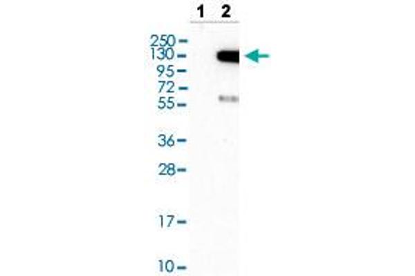 TAO Kinase 3 抗体  (AA 323-432)