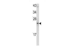 Western blot analysis of MCT-1 antibody (N-term) (ABIN390599 and ABIN2840916) in mouse bladder tissue lysates (35 μg/lane). (MCTS1 antibody  (N-Term))