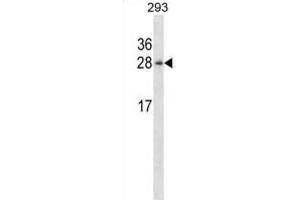 Western Blotting (WB) image for anti-Hematological and Neurological Expressed 1 (HN1) antibody (ABIN2998247) (HN1 antibody)