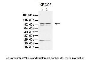 Lanes:   1. (XRCC5 antibody  (C-Term))