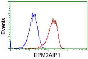 Image no. 2 for anti-EPM2A (Laforin) Interacting Protein 1 (EPM2AIP1) antibody (ABIN1498044) (EPM2AIP1 antibody)
