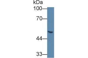 Western Blot; Sample: Human 293T cell lysate; Primary Ab: 5µg/ml Mouse Anti-Human GLa Antibody Second Ab: 0.