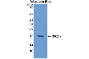 Western Blotting (WB) image for anti-Syndecan 4 (SDC4) (AA 18-145) antibody (ABIN1870679) (SDC4 antibody  (AA 18-145))