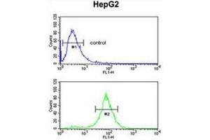 Flow cytometry of HepG2 cells (bottom histogram) compared to a negative control cell (top histogram) using ELOVL2  Antibody (N-term), followed by FITC-conjugated goat-anti-rabbit secondary antibodies.