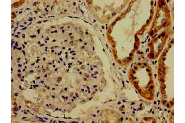 CDK13 antibody  (AA 1-170)
