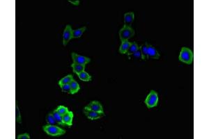 Immunofluorescent analysis of HepG2 cells using ABIN7149599 at dilution of 1:100 and Alexa Fluor 488-congugated AffiniPure Goat Anti-Rabbit IgG(H+L) (DOCK7 antibody  (AA 1440-1671))