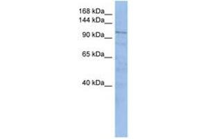 Image no. 1 for anti-Trafficking Protein, Kinesin Binding 1 (TRAK1) (AA 467-516) antibody (ABIN6743777) (TRAK1 antibody  (AA 467-516))