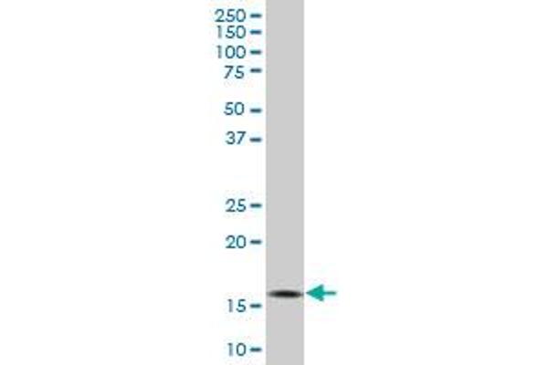 MED21 antibody  (AA 1-144)