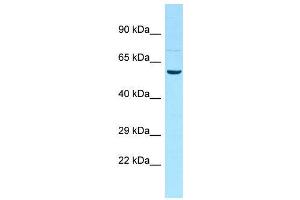 Host:  Rabbit  Target Name:  Ddx19b  Sample Type:  Rat Testis lysates  Antibody Dilution:  1. (DDX19B antibody  (N-Term))