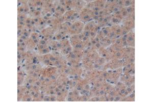 IHC-P analysis of Human Liver Tissue, with DAB staining. (Corin antibody  (AA 134-573))