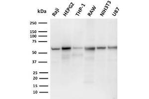 Western Blot Analysis of Raji, HepG2, THP-1, RAW, NIH3T3, U87 cell lysates using PD-L2 Mouse Monoclonal Antibody (PDL2/2676). (PDCD1LG2 antibody  (AA 27-220))