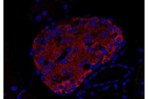 Indirect immunostaining of an islet of Langerhans in a paraffin embedded mouse pancreas section (dilution 1 : 200; red). (Uncoating ATPase (AA 1-650) antibody)