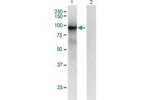 Western Blot analysis of PCDHB6 expression in transfected 293T cell line by PCDHB6 monoclonal antibody (M01), clone 2G11. (PCDHB6 antibody  (AA 118-217))