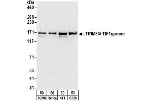 Western Blotting (WB) image for anti-Tripartite Motif Containing 33 (TRIM33) (C-Term) antibody (ABIN7453805) (TRIM33 antibody  (C-Term))