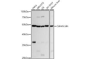 Western blot analysis of extracts of various cell lines, using Calreticulin antibody (ABIN7266042) at 1:1000 dilution. (Calreticulin antibody)