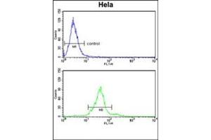Flow cytometry analysis of Hela cells using GALNT2 Antibody (N-term) Cat. (GALNT2 antibody  (N-Term))