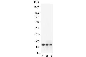 Western blot testing of FGF2 antibody and human recombinant protein: 1) 10ng/lane, 2) 5ng/lane, 3) 2. (FGF2 antibody  (AA 143-288))