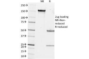 SDS-PAGE Analysis of Purified, BSA-Free Estrogen Inducible Protein pS2 Antibody (clone GE2). (TFF1 antibody  (C-Term))