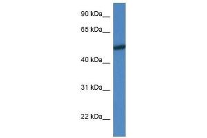 Western Blot showing Mapk10 antibody used at a concentration of 1. (MAPK10 antibody  (N-Term))