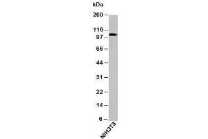 Western blot testing of mouse samples with LSD1 / KDM1 antibody at 0. (LSD1 antibody  (N-Term))