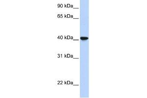 SIGLEC6 antibody used at 1 ug/ml to detect target protein. (SIGLEC6 antibody  (Middle Region))