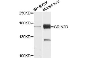 Western blot analysis of extracts of SH-SYS5Y and mouse liver cells, using GRIN2D antibody. (GRIN2D antibody)