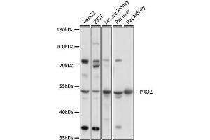 Western blot analysis of extracts of various cell lines, using PROZ antibody (ABIN7269713) at 1:1000 dilution. (PROZ antibody  (AA 220-340))